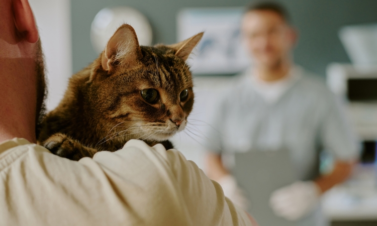 Gatto anziano: prevenzione, controlli e malattie più comuni